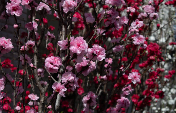 istock Japanese cherry blossoms in spring 1216690472