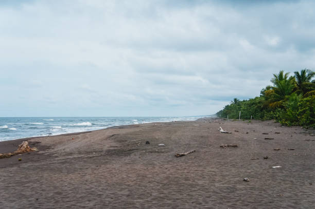 istock Tortuguero beach at sunrise 1216690644