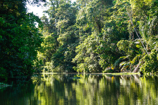 トルトゥゲーロ運河へのボート旅行 - forest canal tropical rainforest river ストックフォトと画像
