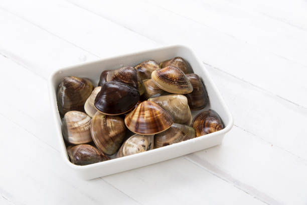 istock Japanese clam, hamaguri 1216691482
