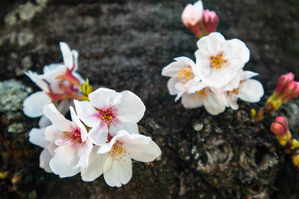 istock Japanese cherry blossoms in spring 1216691524