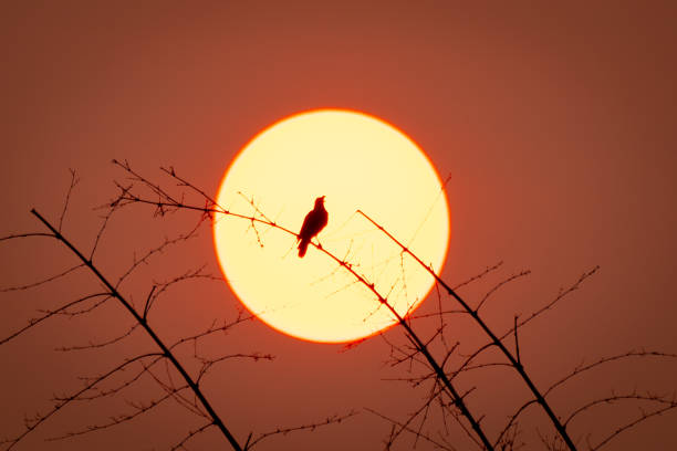 Bird on top tree on big red sun on sunset background