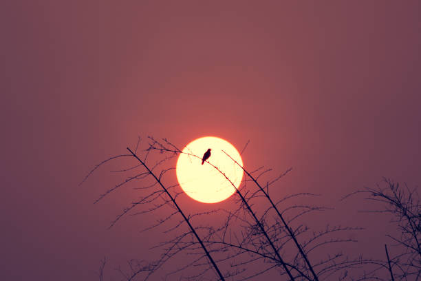Bird on top tree on big red sun on sunset background