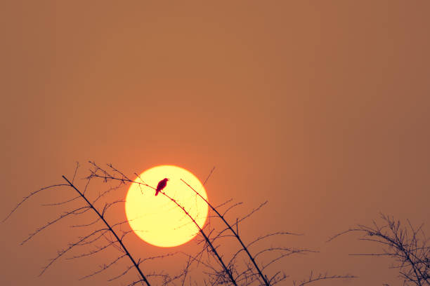 Bird on top tree on big red sun on sunset background