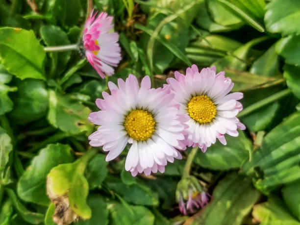 Flowers of wild daisy, Bellis perennis, growing in Galicia, Spain