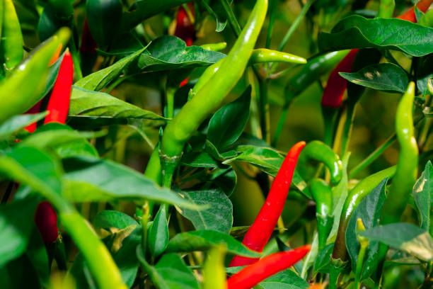 チリペッパーガーデンのコンセプト、農場の田舎に有機チリ野菜を植え、赤と緑のフルーツピーマンが茎に食べ物を作り、市場で販売しています - pepper bell pepper market spice ストックフォトと画像