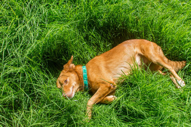 istock dog lying on a green meadow 1216693310