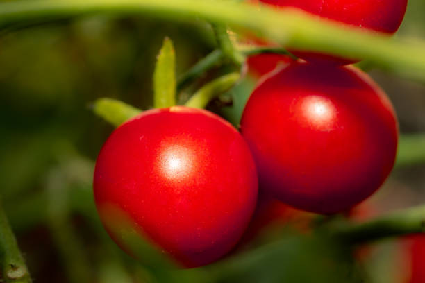 Organic tomato fruits vegetable in garden