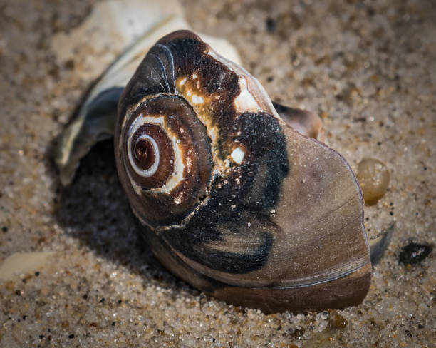 ビーチでカタツムリの殻の�クローズアップ - lbi ストックフォトと画像