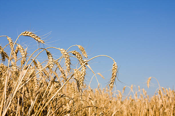istock Closeup of Ripe wheat ears 121669471