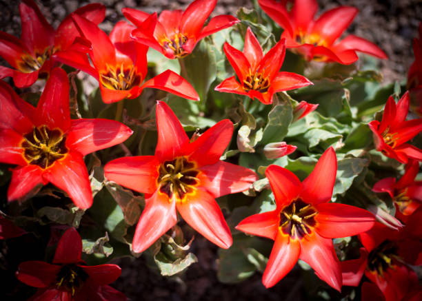 istock Clump of Red Tulips Close-Up Overhead Full Frame 1216695132
