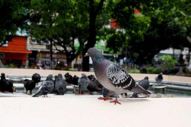 istock pigeons in plaza de salvador 1216695864