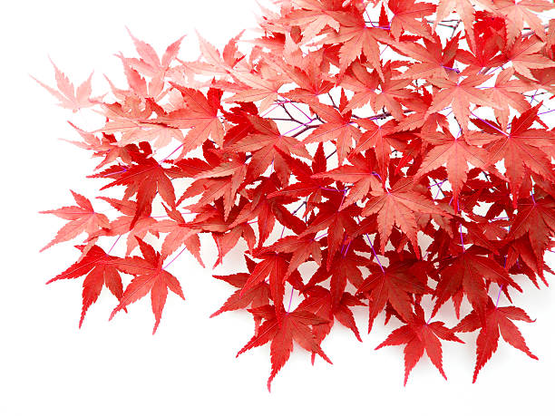 秋の葉のイロハモミジ - autumn leaf japanese maple red ストックフォトと画像