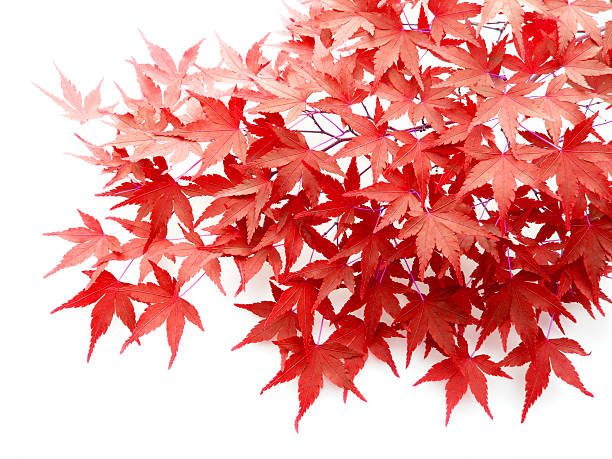 Autumn leaves of japanese maple