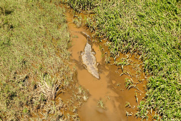 istock Group of crocodiles resting in a river under a bridge 1216696673