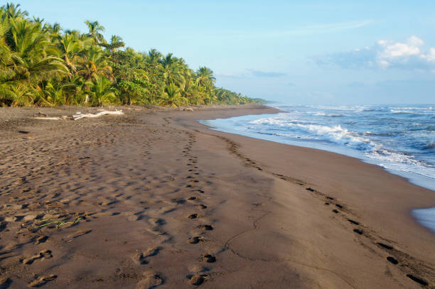 Tortuguero beach at sunrise Tortuguero beach at sunrise on the Caribbean coast of Costa Rica tortuguero national park stock pictures, royalty-free photos & images