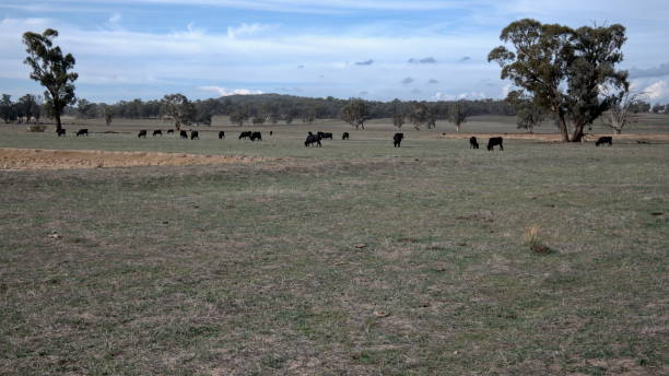 istock Cattle Grazing in a Paddock at Winton Victoria Australia 1216696932