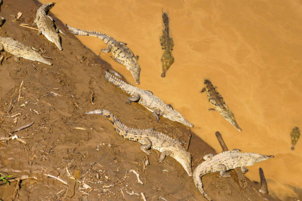 istock Group of crocodiles resting in a river under a bridge 1216697534