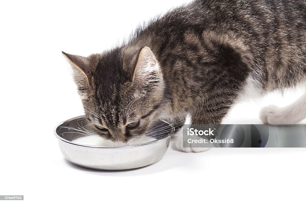 Salto Kitten bebidas de leite - Foto de stock de Animal royalty-free