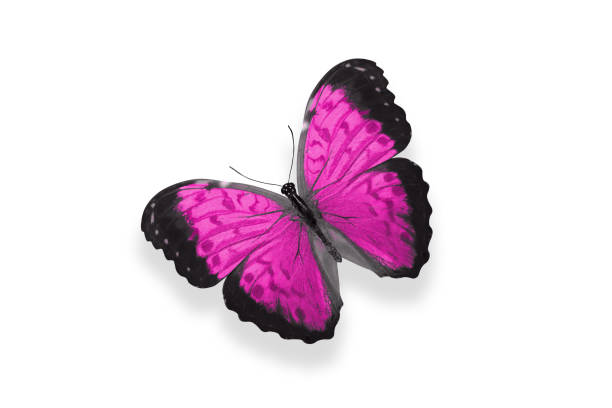 istock tropical pink butterfly. isolated on white 1216697611