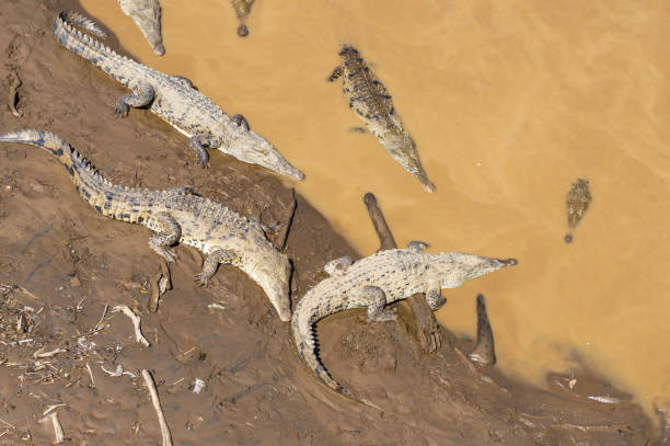 istock Group of crocodiles resting in a river under a bridge 1216698255