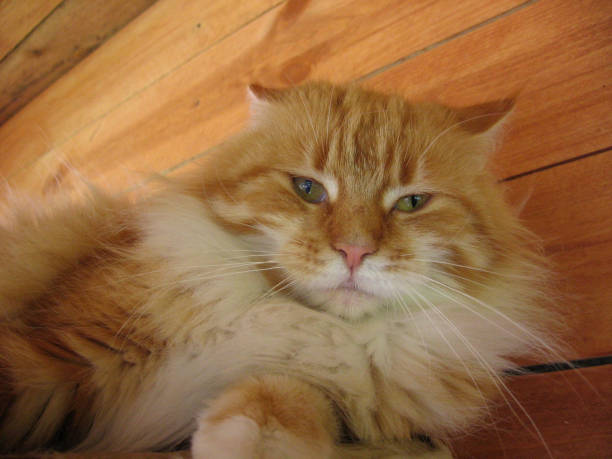 istock big fluffy red cat pet is lying watching 1216698482