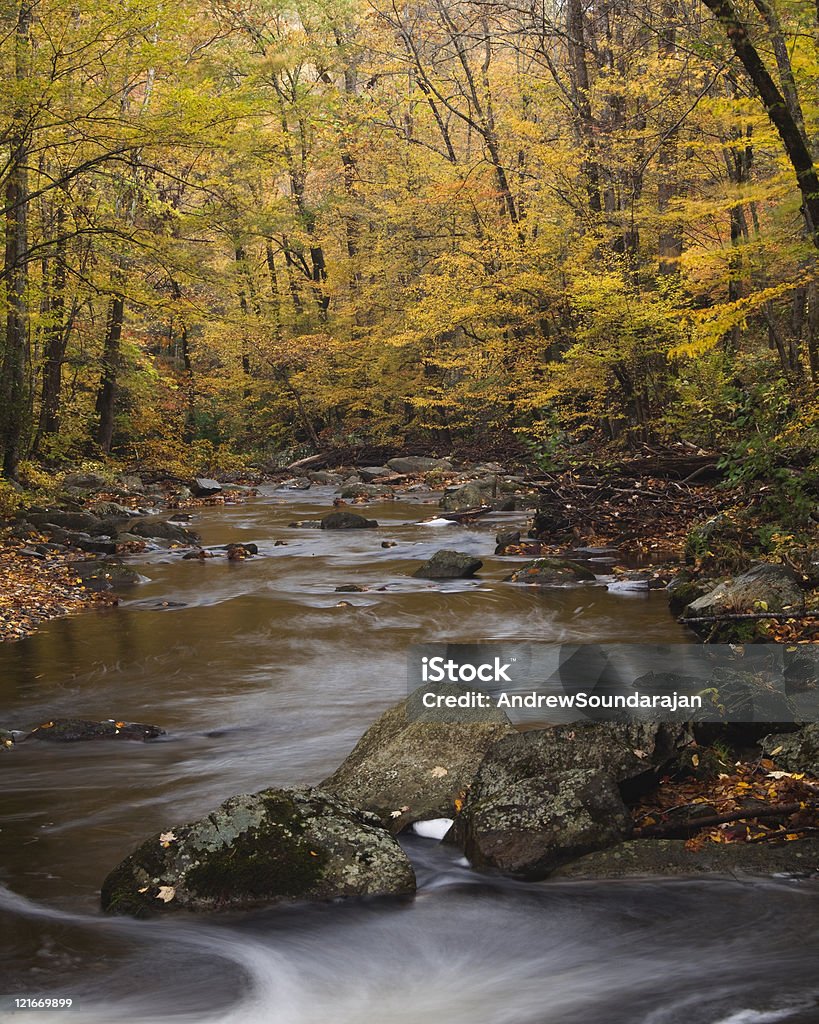 Couleurs de l'automne dans les Great Smoky Mountains - Photo de Arbre libre de droits
