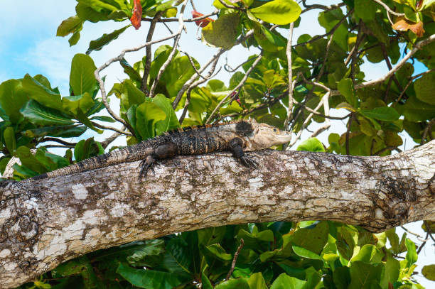 Black iguana on top of a trunk at Manuel Antonio Black iguana on top of a trunk at Manuel Antonio beach in Costa Rica hoplocercidae stock pictures, royalty-free photos & images