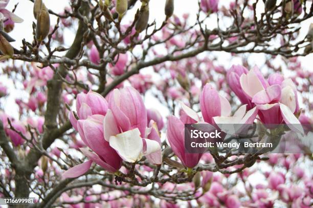 Pink Stock Photo - Download Image Now - Blossom, Close-up, Flower