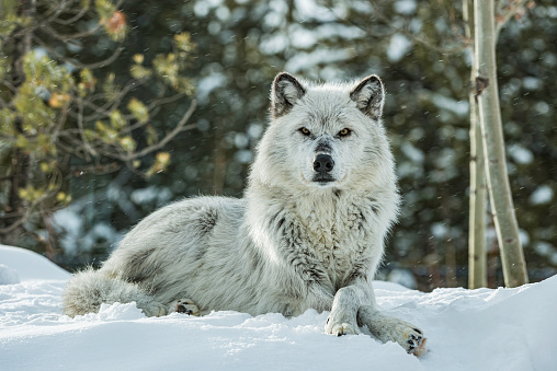 The gray wolf or grey wolf (Canis lupus) is a species of canid native to the wilderness and remote areas of North America.