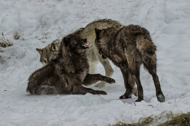 istock Gray wolves showing dominance. Winter with snow on the ground. 1216700740