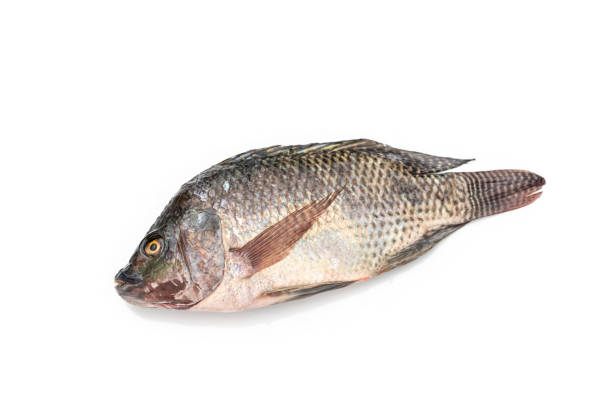 istock Nile tilapia fish isolated on white background. 1216701353
