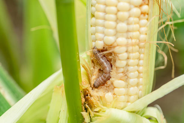 istock Fall armyworm on damaged corn with excrement. 1216701354