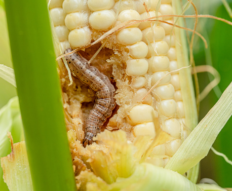 Fall armyworm on damaged corn with excrement.