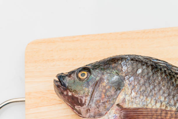 istock close up Nile tilapia fish isolated on white background. 1216701422