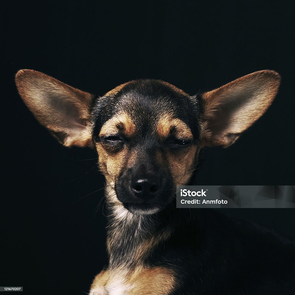 Pinscher Anão - Royalty-free Doberman Pinscher Foto de stock