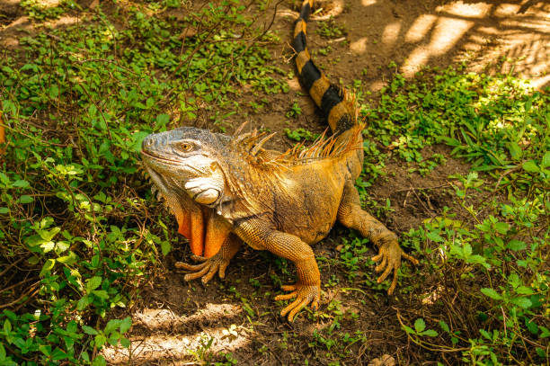 istock Male green iguana among the grass 1216703075