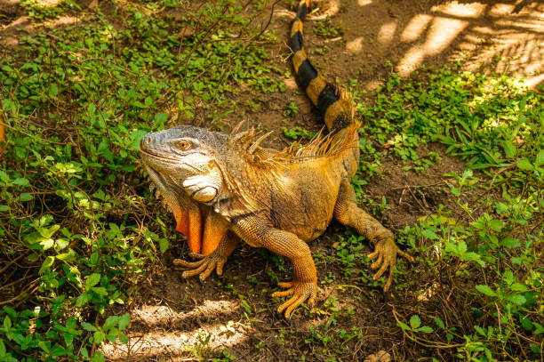 Male green iguana among the grass Male green iguana among the grass in Tortuguero, Costa Rica hoplocercidae stock pictures, royalty-free photos & images