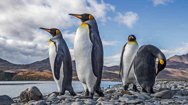pinguins-rei - pinguim de schlegel - fotografias e filmes do acervo