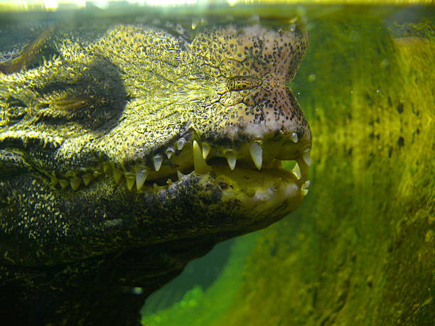 istock Alligator mississippiensis 121670380