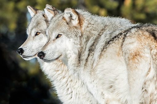 The gray wolf or grey wolf (Canis lupus) is a species of canid native to the wilderness and remote areas of North America.  Two wolves standing together.