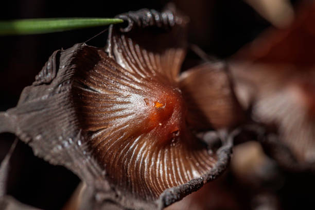 istock Bolbitiaceae mushrooms beside a dry path in a garden 1216704570