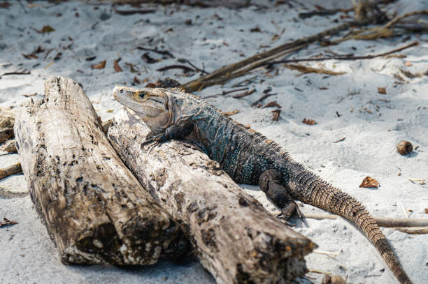 Black iguana on top of a trunk at Manuel Antonio Black iguana on top of a trunk at Manuel Antonio beach in Costa Rica polychrotidae stock pictures, royalty-free photos & images