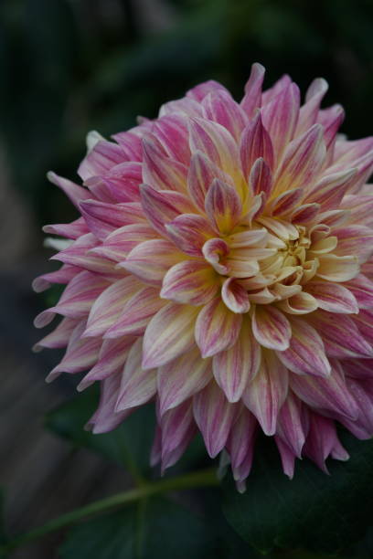 istock Dahlia - White and Faint Purple 1216704678