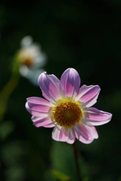 istock Dahlia - White and Faint Purple 1216704690
