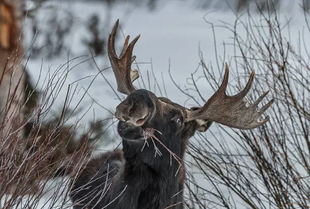 Photo of Moose in the winter in Yellowstone National Park eating small limbs of shrubs.