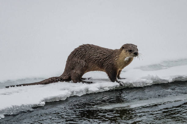 istock The North American river otter, Lontra canadensis, also known as the northern river otter or the common otter, is a semiaquatic mammal endemic to the North America. Playing in the snow and  by the Yellowstone River in the winter, Yellowstone National Park 1216705708