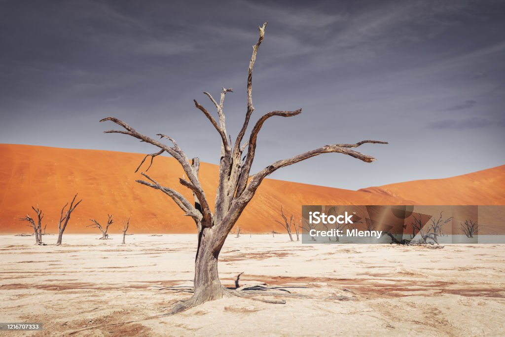 Namib Desert Trees Dead Vlei Sossusvlei Namibia - Lizenzfrei Wüste Stock-Foto