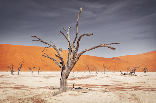 Dead old camelthorn trees in dry desert salt pan landscape. Scenic desert landscape. Sossusvlei, Dead Vlei, Namib Desert, Namibia, Africa.