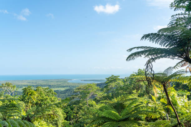 istock Tropical plants at Daintree Rainforest National Park, Australia 1216708908